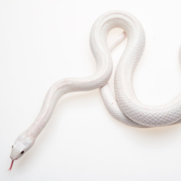 snake